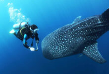 Swim with Whale Sharks