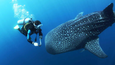 Swim with Whale Sharks