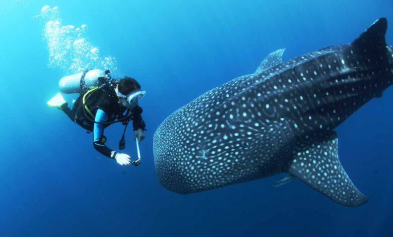 Swim with Whale Sharks