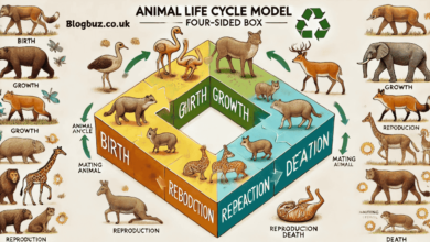 animal life cycle model four-sided box