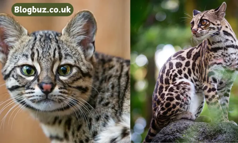 crossbreed of two zoo cats