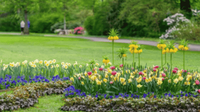 Raised Garden Beds