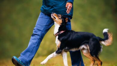 10 Dog Training Hacks Every Pet Owner Wishes They Knew Sooner