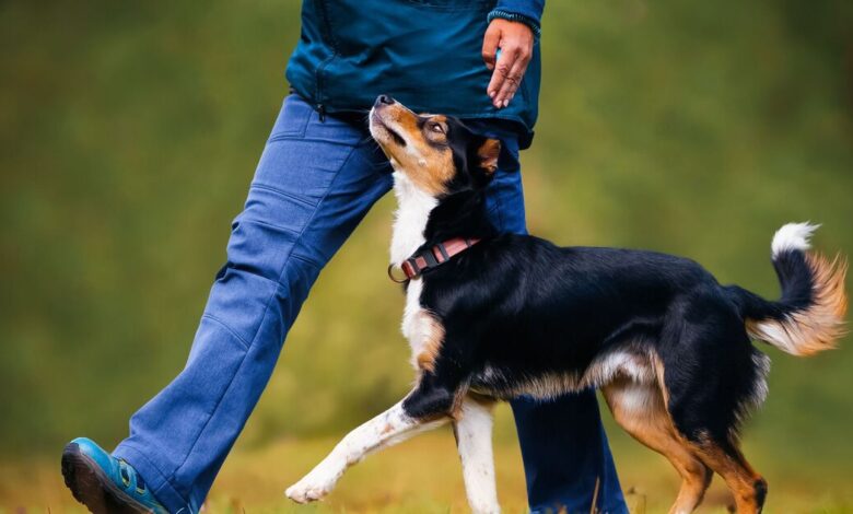 10 Dog Training Hacks Every Pet Owner Wishes They Knew Sooner