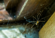 Spider Season