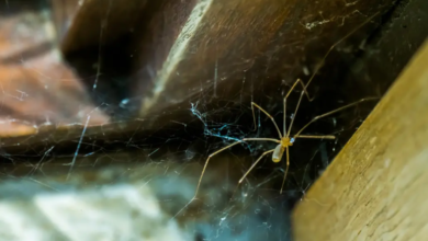 Spider Season