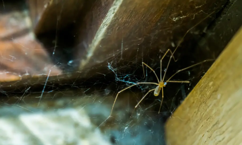 Spider Season