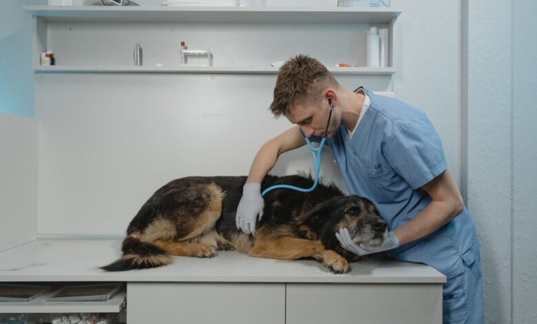 Getting Pet Sitting Insurance Steps to Protect Your Work