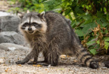 Are Raccoons Dangerous What You Need to Know