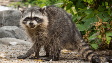 Are Raccoons Dangerous What You Need to Know