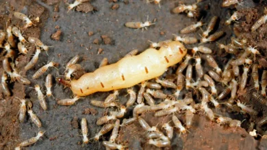 Termites