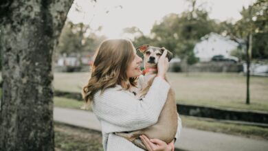 How to Utilize Web Design to Elevate Your Pet Care Business