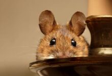 Mice