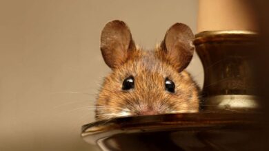 Mice