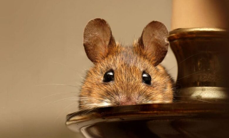 Mice
