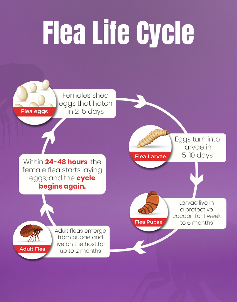Flea Life Cycle