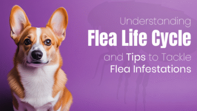 Flea Life Cycle