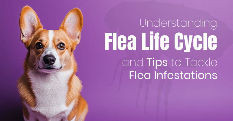 Flea Life Cycle