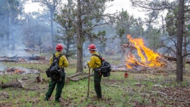 Turning the Forest Floor The Role of Mastication in Modern Land Management
