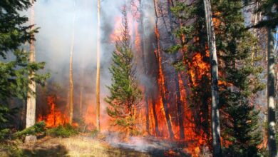 Understanding the Importance of Preventing and Reducing Wildfire Risks