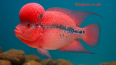flowerhorn cichlid for sale