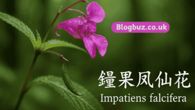 impatiens falcifera 中文名