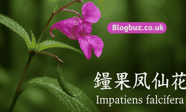 impatiens falcifera 中文名