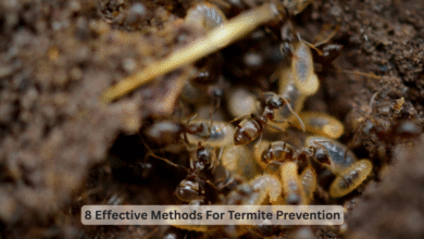 Termite Prevention