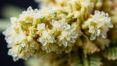 Exploring the Growing Popularity of THCa in the Cannabis Market