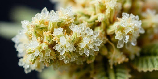 Exploring the Growing Popularity of THCa in the Cannabis Market