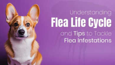 Understanding Flea Life Cycle & Tips to Tackle Flea Infestations 