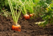 Growing Root Vegetables