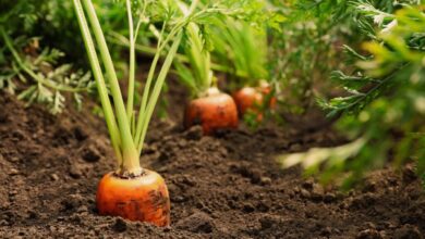 Growing Root Vegetables