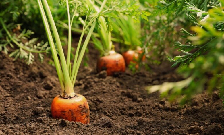 Growing Root Vegetables