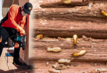 How to Keep Your Property Safe from Costly Termite Infestations