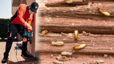 How to Keep Your Property Safe from Costly Termite Infestations