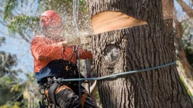 Tree Removal in Sydney