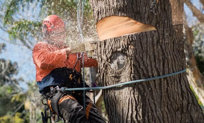 Tree Removal in Sydney