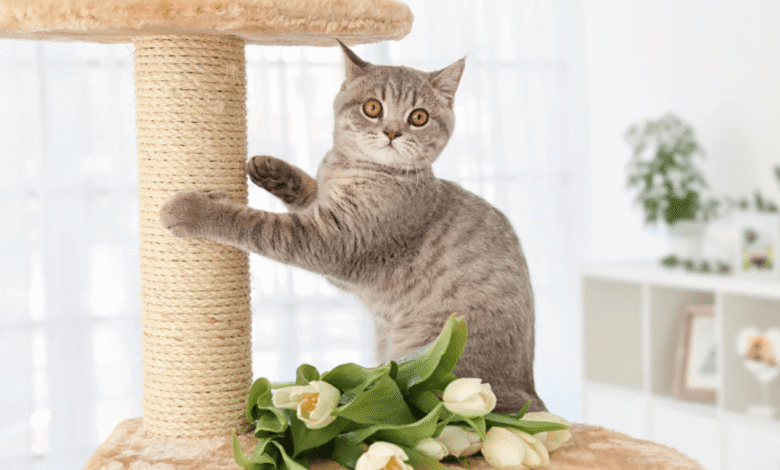 From Scratching Posts to Puzzle Toys How to Pick the Best Toys for Your Cat