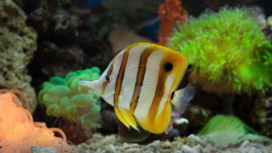 How Aquariums Can Teach Kids About Ecosystems and Responsibility