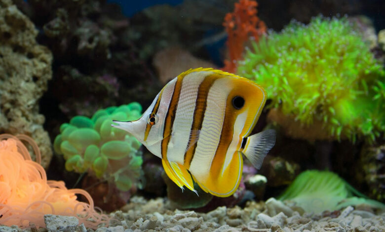 How Aquariums Can Teach Kids About Ecosystems and Responsibility