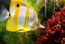 How to Choose the Right Fish Tank Size for Your Home