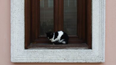 How to Design a Pet-Friendly Home That Still Looks Stylish