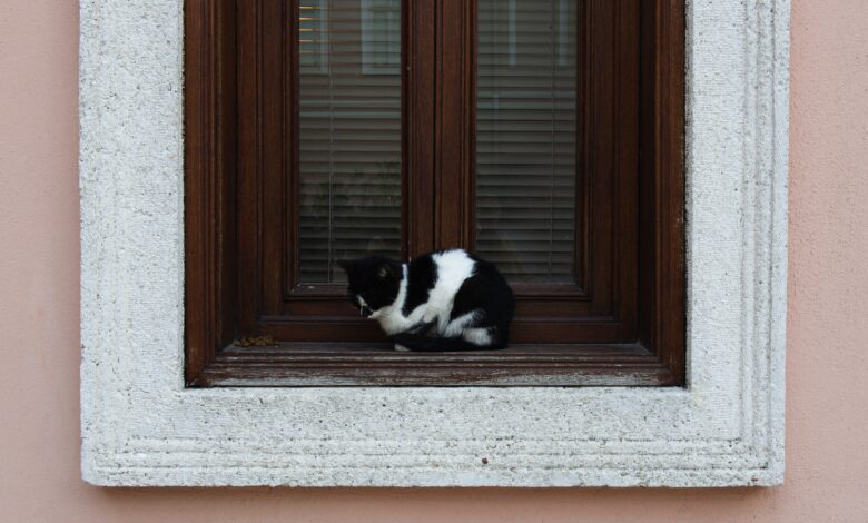 How to Design a Pet-Friendly Home That Still Looks Stylish