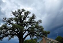 How Professional Tree Care Protects Homes in Changing Weather Conditions