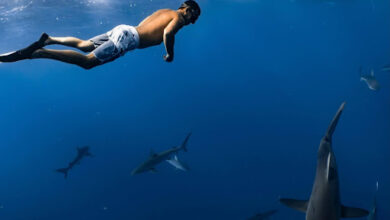 Shark Diving in Fiji