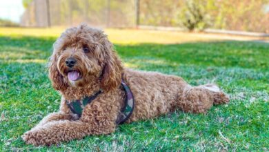 Cavapoo Lifespan