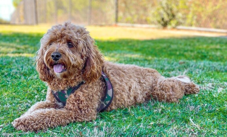 Cavapoo Lifespan