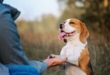 Dog Training and Care: Essential Strategies for Every Dog Owner