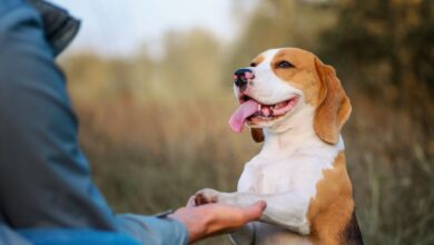 Dog Training and Care: Essential Strategies for Every Dog Owner